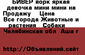 БИВЕР йорк яркая девочка мини мини на Продажу! › Цена ­ 45 000 - Все города Животные и растения » Собаки   . Челябинская обл.,Аша г.